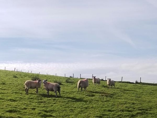 ** Hilltex Ewe Lambs & Broken Mouth Ewes ** - Main image