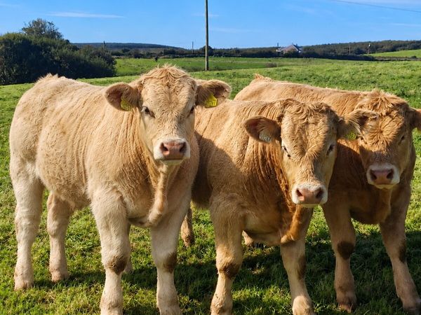 AI bred Charolais bull weanlings Ennis mart 6 Oct - Main image
