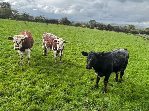 Cows - Main image