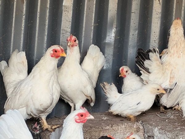 Japanese bantams - Main image