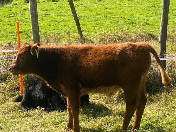 Dexter Bull Calves - Main image