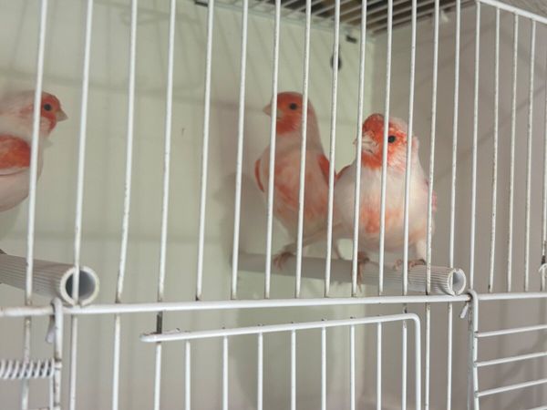 Red Mosiac cocks - Main image
