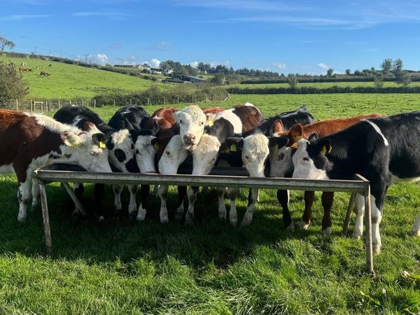 Hereford & Simmental Heifers - Main image