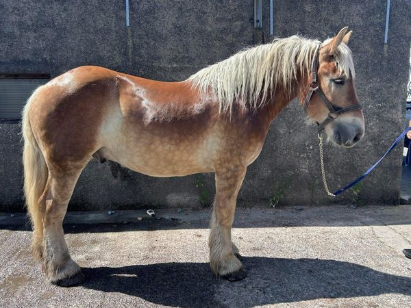 Belgian draft gelding - Main image