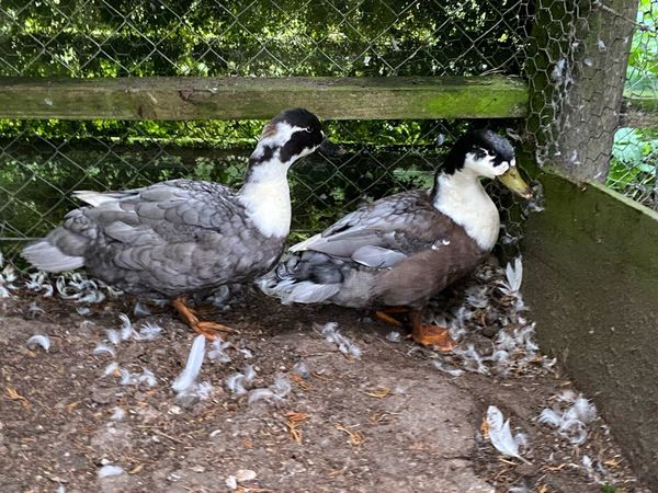 Blue bibbed call ducks - Main image