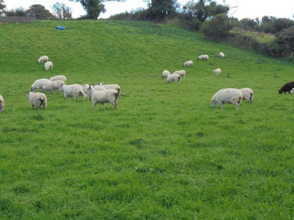 Hoggets - Main image