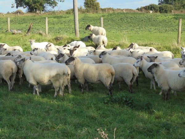 Hoggets - Main image