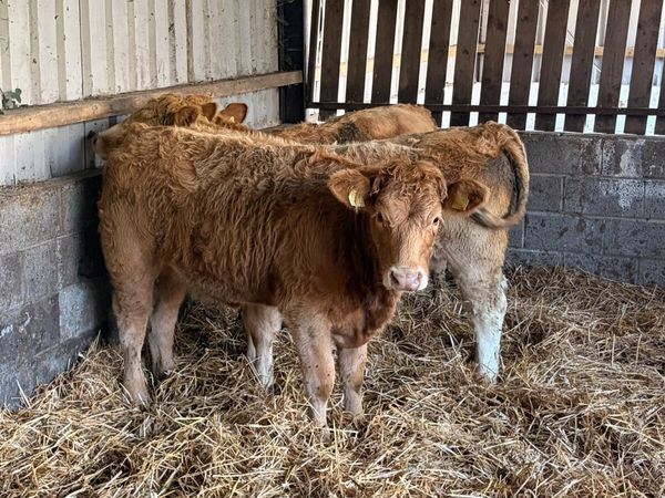 3 Smashing CHX heifers - Main image