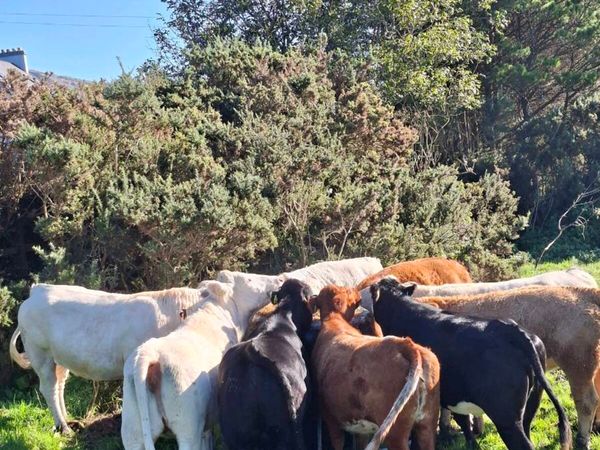 Incalf heiffers - Main image