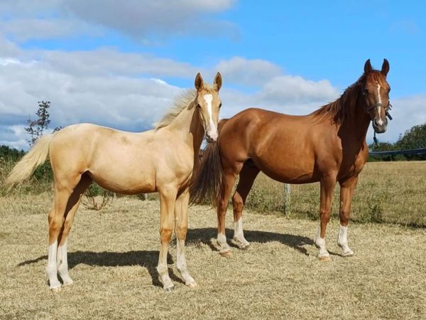 Palomino Filly Foal lot 66 Goresbridge 9/10 - Main image