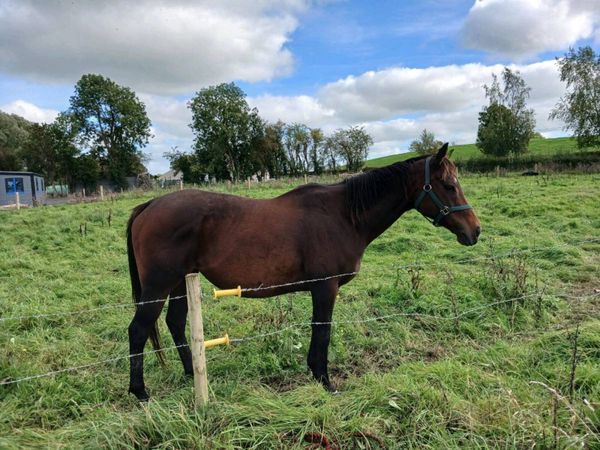 8 year old broodmare scanned in foal to cremello - Main image