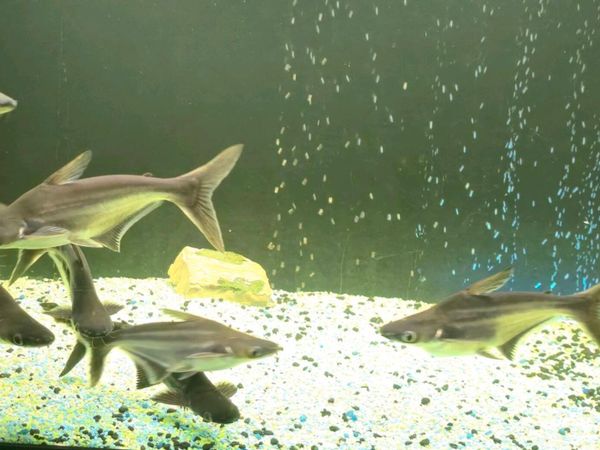 Shark Pangasius Catfish - Main image