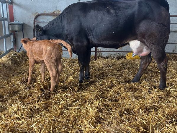 Incalf Heifers for sale - Main image