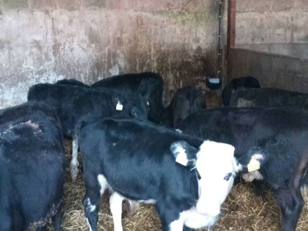 10 smashing angus and hereford weanlings - Main image