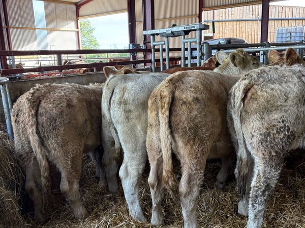 7 super 380kg R-U grade Weanling heifers - Main image