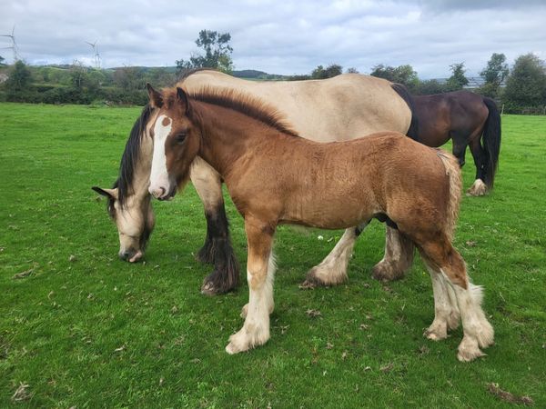 3 colts and 2 filly foals - Main image