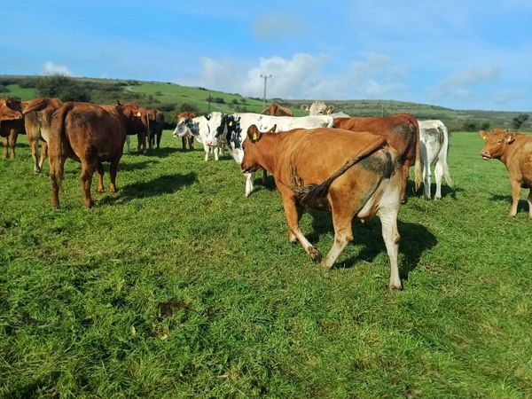 31 suckler incalf heifers - Main image