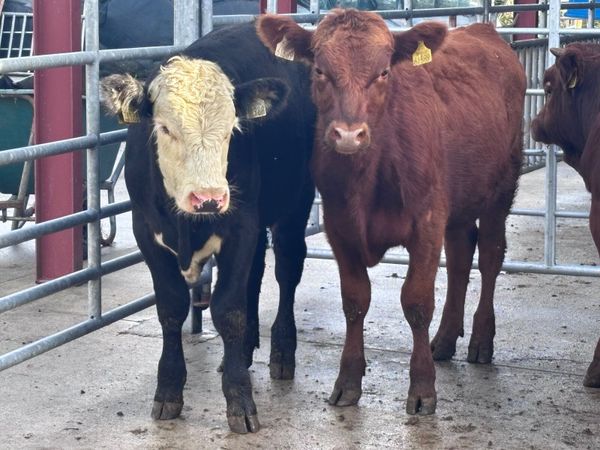 5 bull Weanlings for sale - Main image