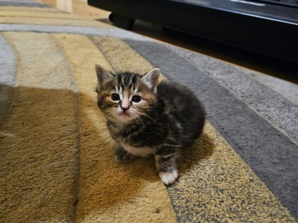 Cats - Main image
