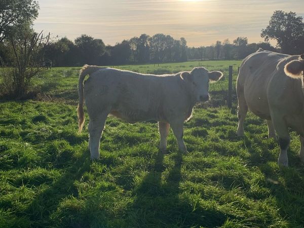 Heifers - Main image