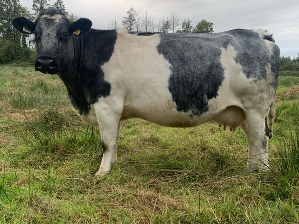 Springer Cow - Main image