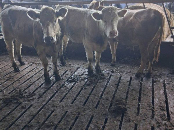Charolais heifers - Main image