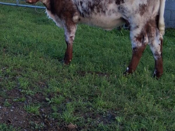 Super PB heifer weaning - Main image