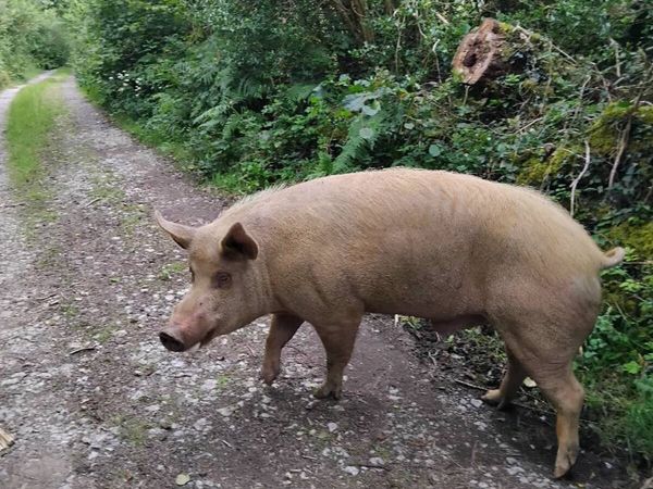 Breeding boar - Main image