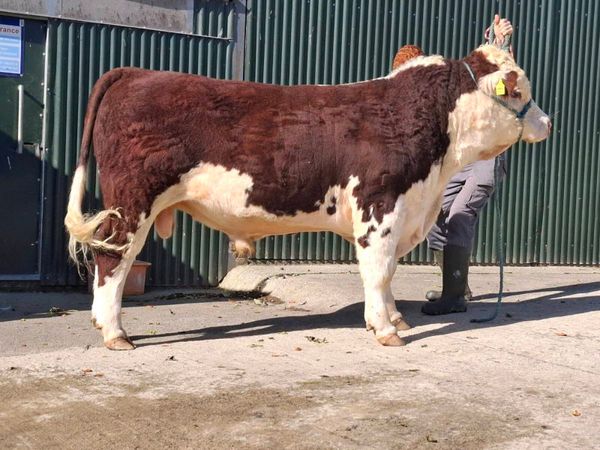 Pedigree Hereford bulls - Main image