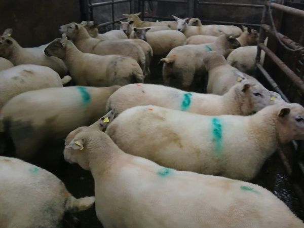 Breeding Hoggets - Main image