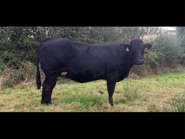 Springing Heifer - Main image