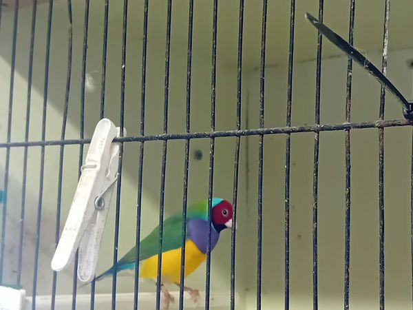 Birds - Main image
