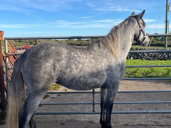 14.2 pony - Main image