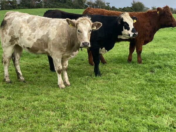 10 Store Heifers - Main image