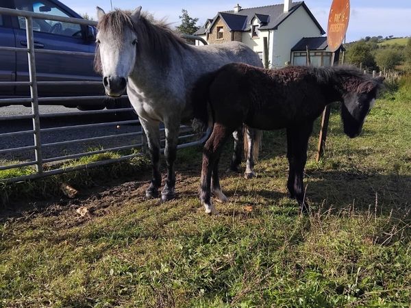 Mare and foal - Main image