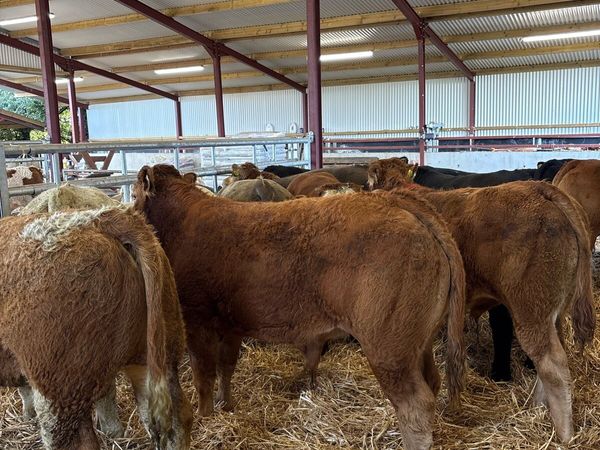 16 top quality 400kg U grade bull Weanlings 🔥 - Main image