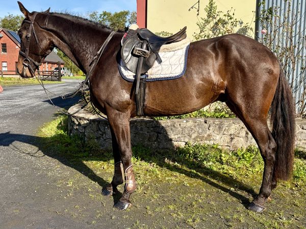 4yo 16.2hh gelding - Main image