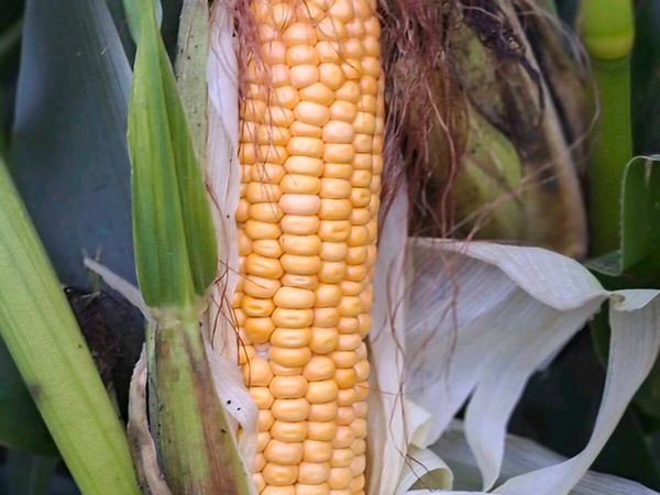 Maize - Main image