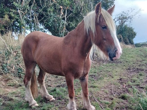 Cob for sale - Main image