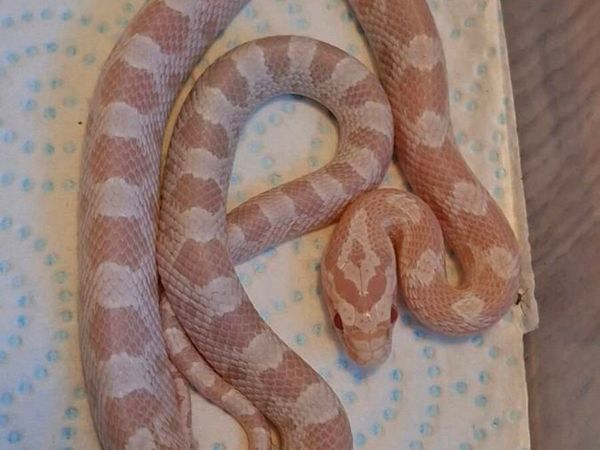 Hatchling corn snakes - Main image