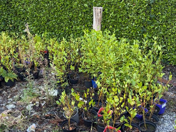 Griselinia hedge - Main image