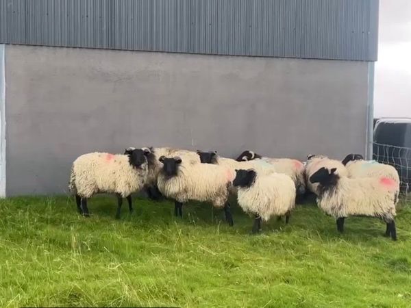 Mayo Mountain Ewe Lambs - Main image