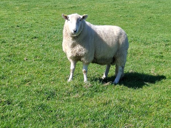 Wicklow cheviot ram - Main image