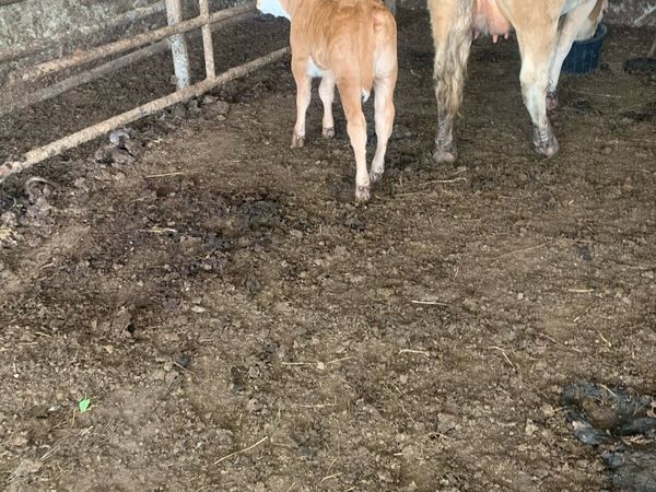 Springer and calf - Main image