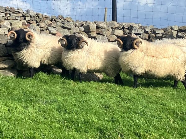 Mayo blackface mountain Rams - Main image