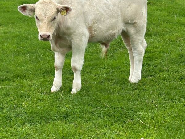 Super Golden Charolais Bull Weanling - Main image