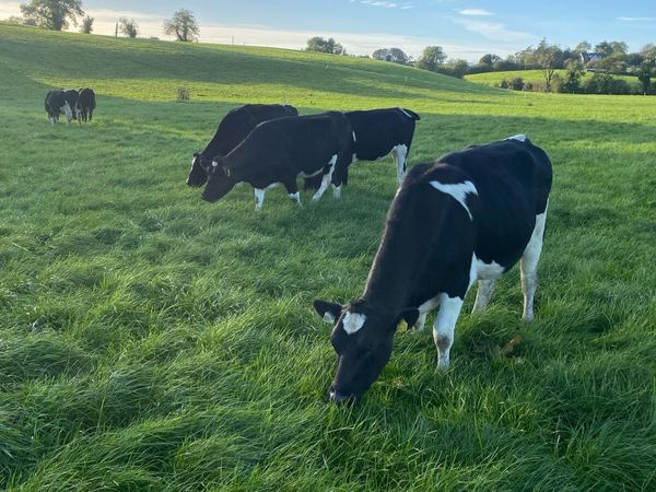 In calf heifers - Main image