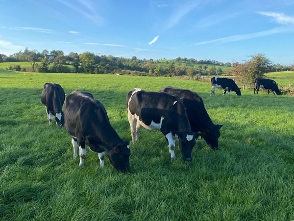 In calf heifers - Main image