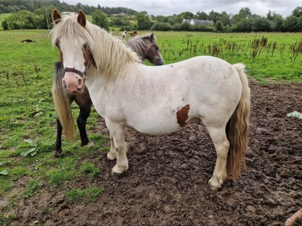 Cob mare and colt foal - Main image