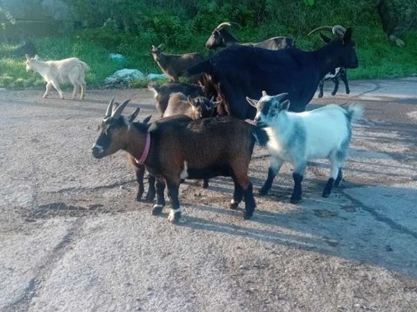 Pygmy. Kid. Goats 🐐 - Main image